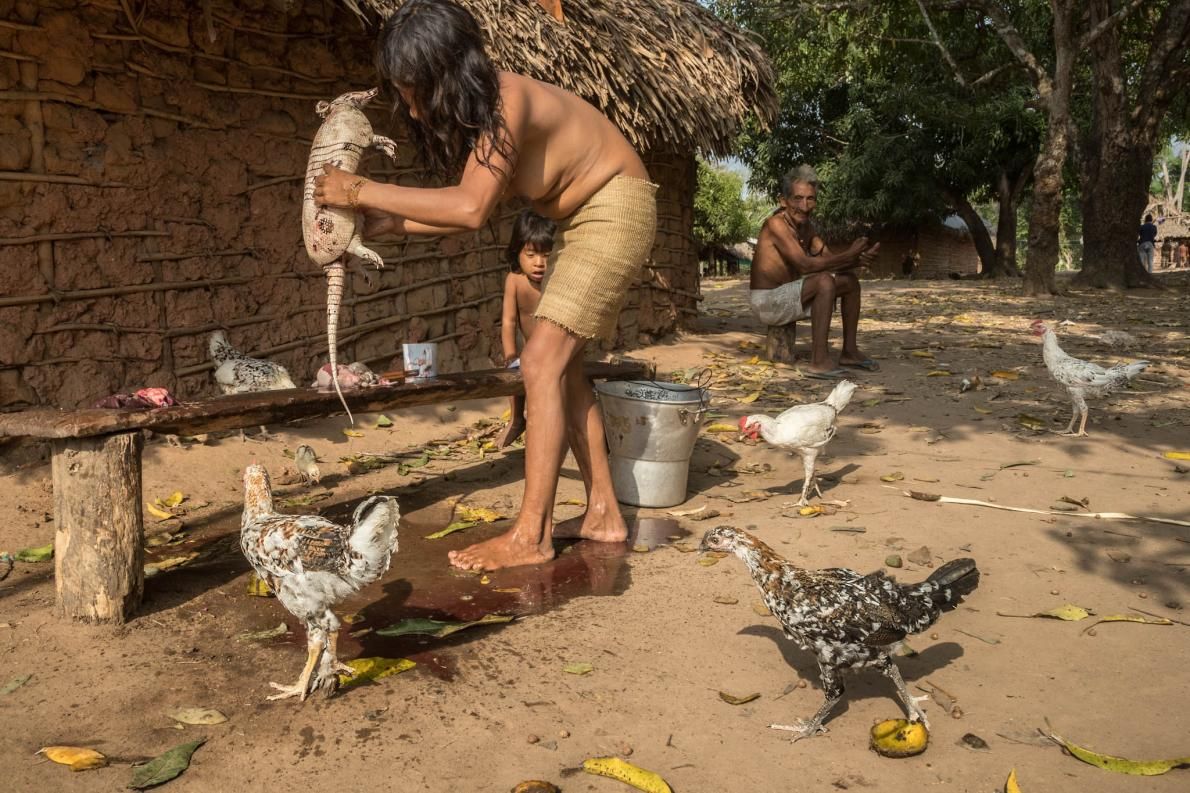 Armadillo dipersiapkan sebelum menjadi menu makanan mereka.