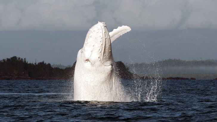 Albino Whale