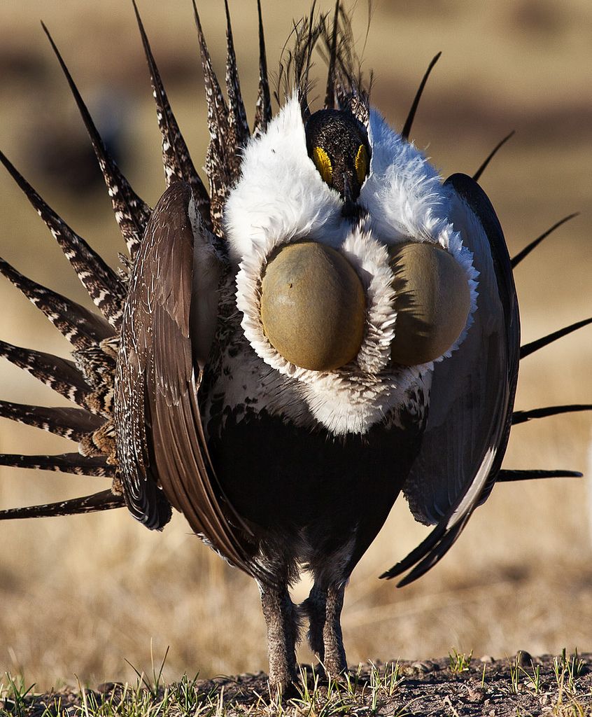 Greater Sage-Grouse