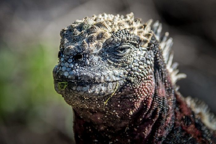 Marine Iguana