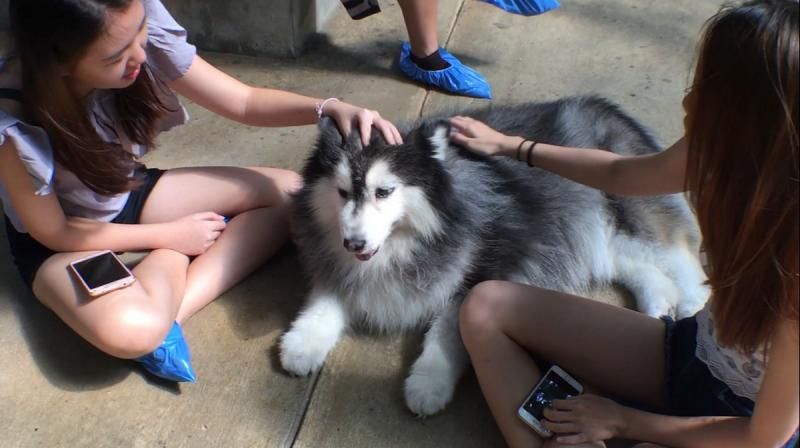 Di Kafe Ini Kita Bisa Bermain Bersama Puluhan Anjing Husky