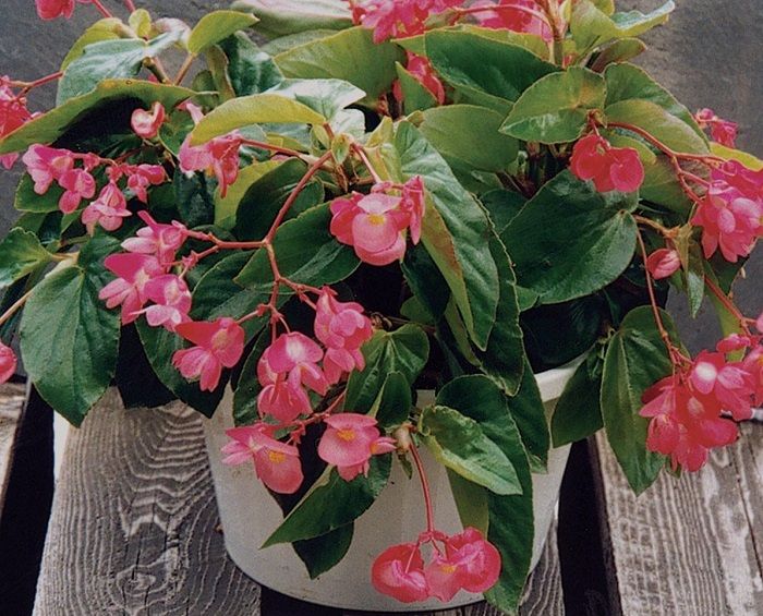 Daun Begonia berkhasiat untuk pereda nyeri haid. 