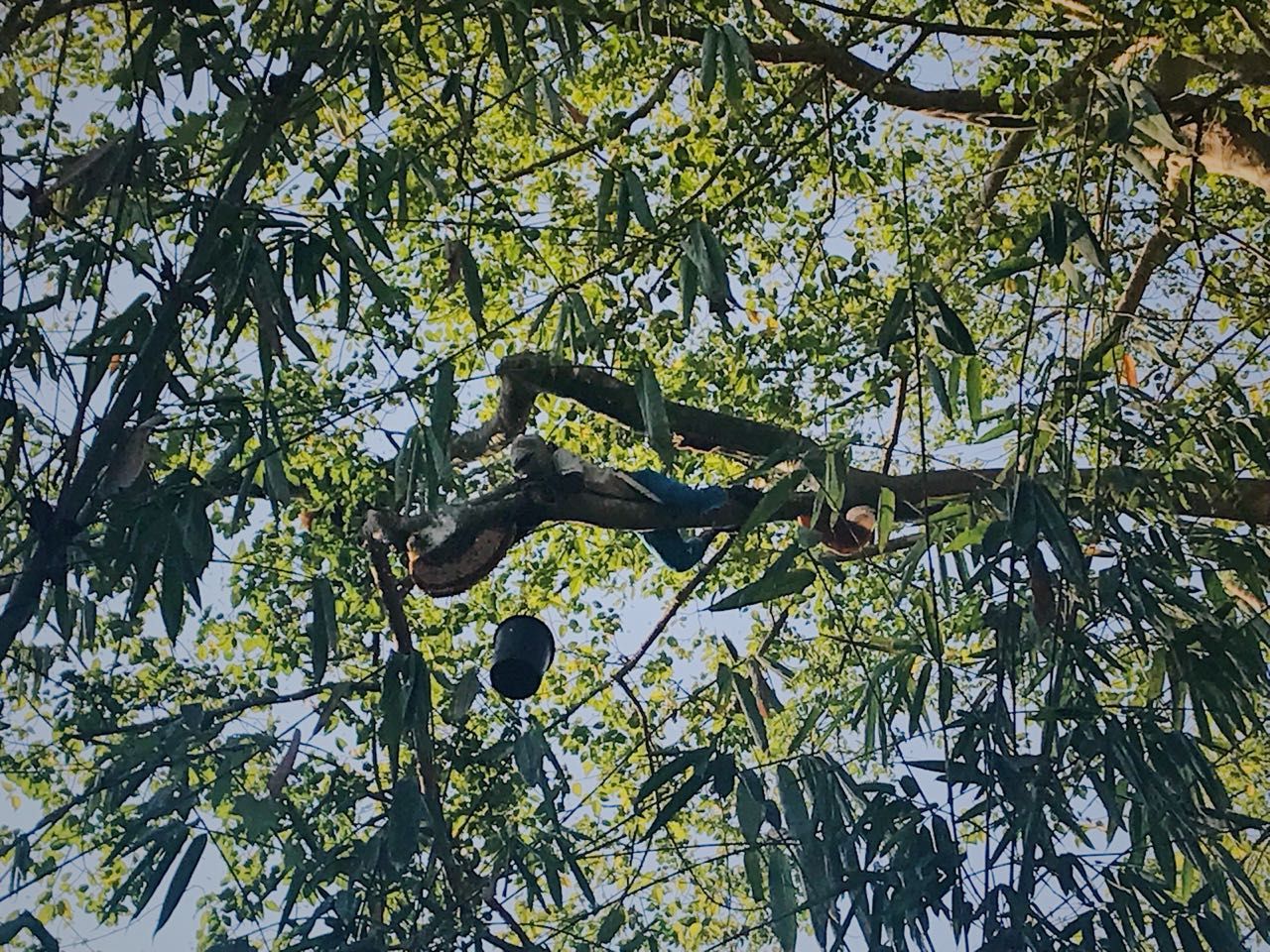 Panen madu hutan di Duntana, Flores, NTT