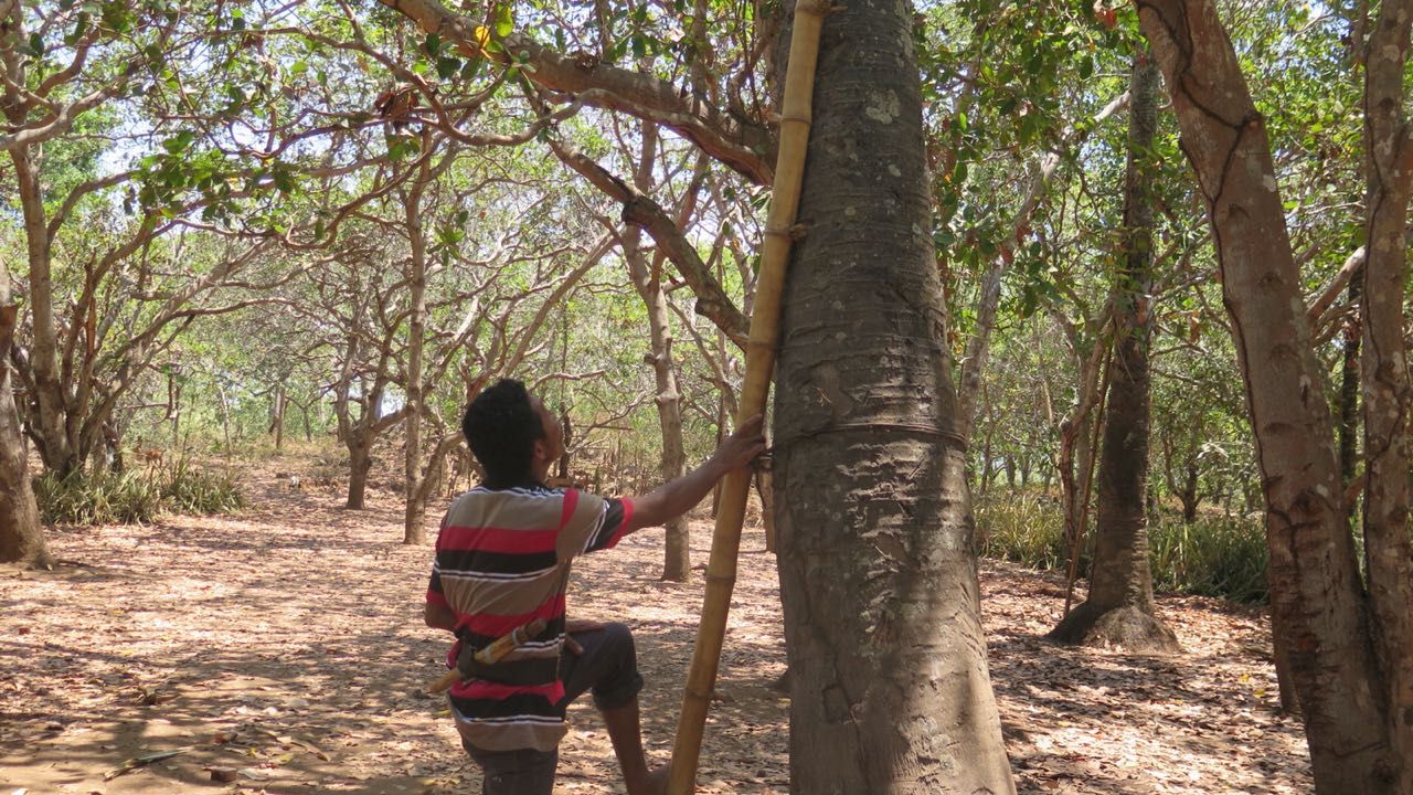 Memanjat belasan meter pohon lontar untuk ambil bahan baku anyaman