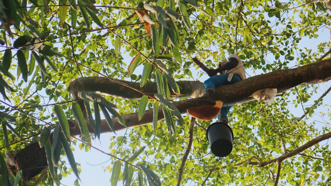 Berburu madu hutan di Flores