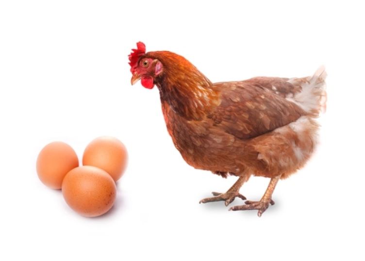 Ayam Atau Telur Duluan Nih Ilmuwan Australia Temukan Jawabannya Semua Halaman Hai