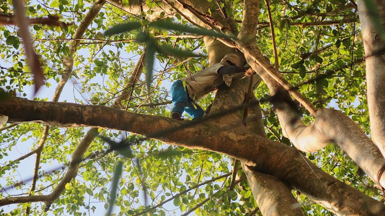 Berburu madu hutan di Flores