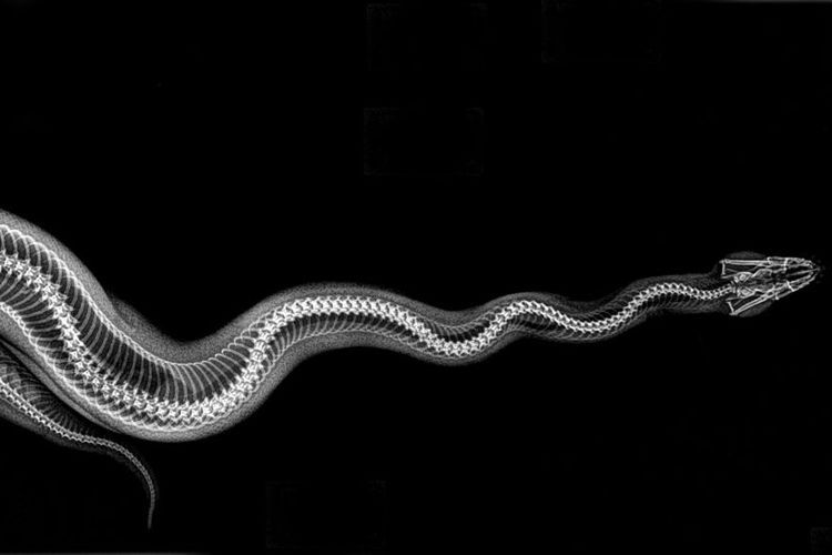 Hasil foto rontgen ular sanca bola