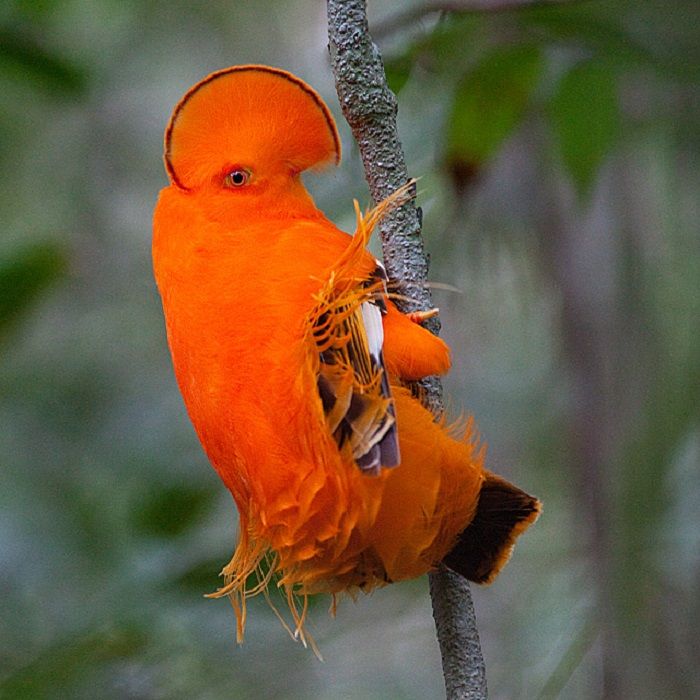 Cock-of-the-Rock