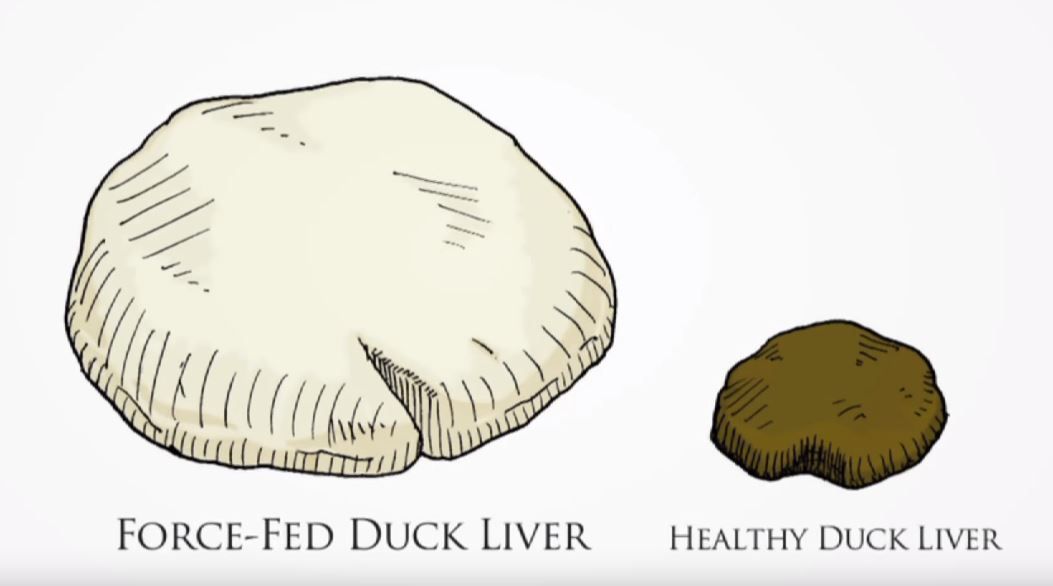 Perbandingan hati angsa untuk foie grass dan angsa normal.