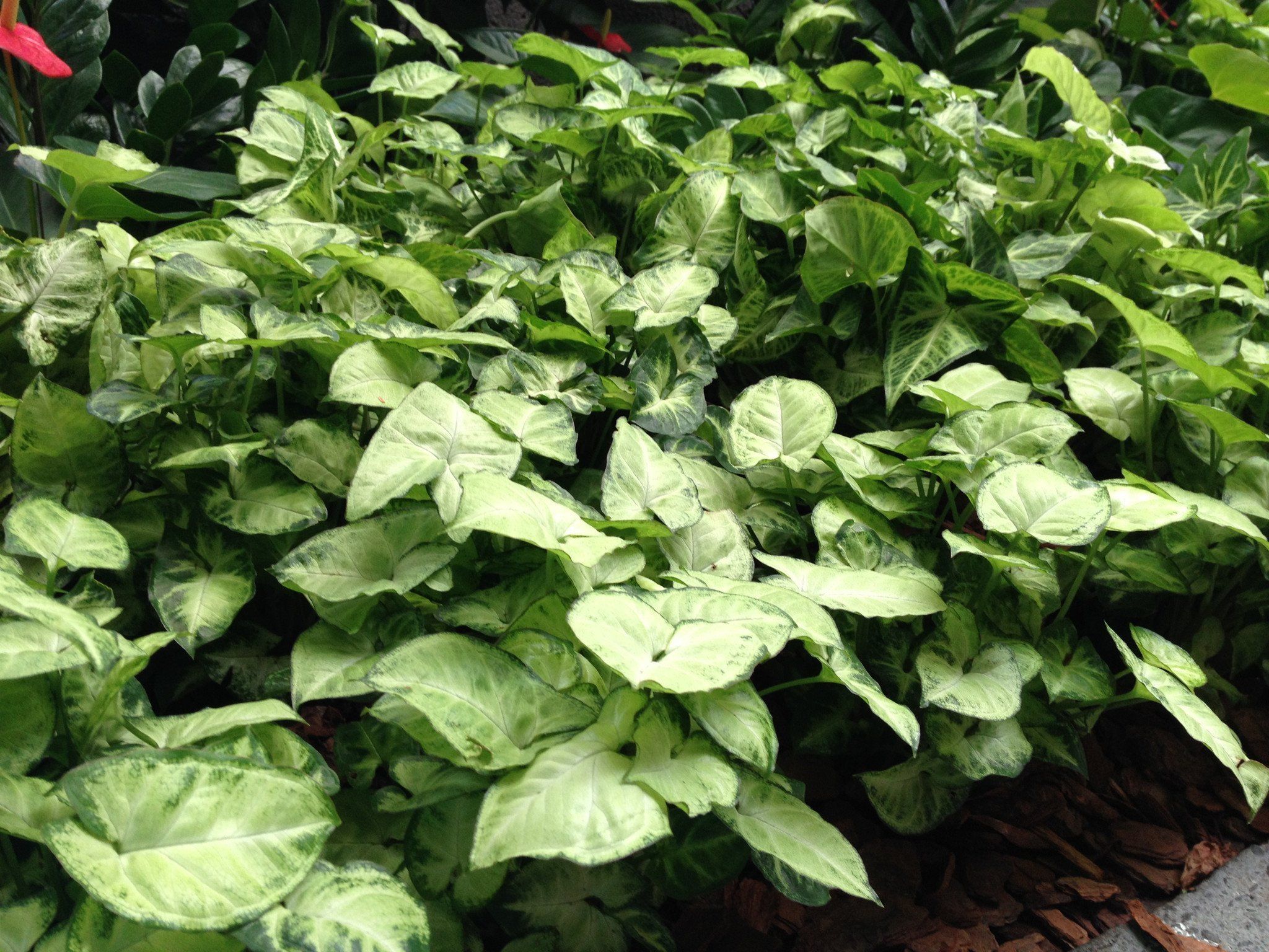 Syngonium Podophyllum