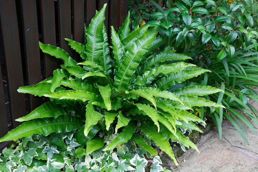 Asplenium scolopendrium