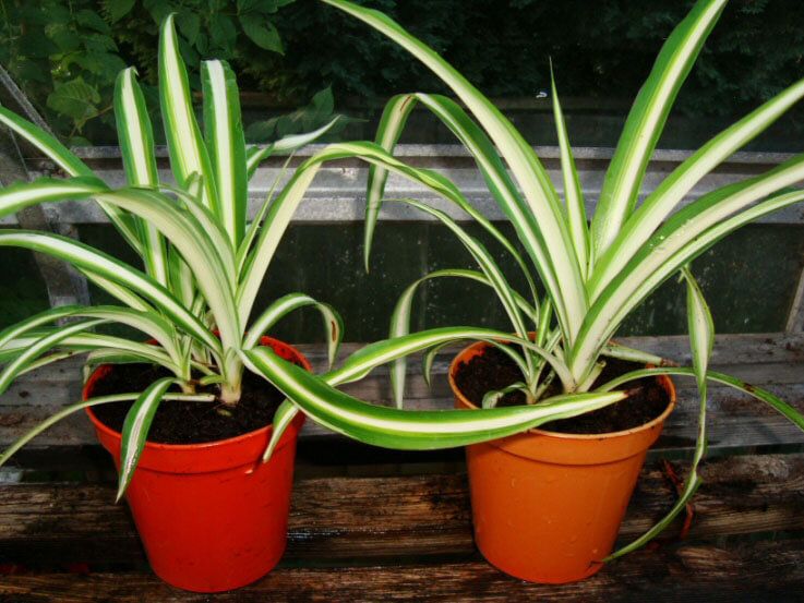 Chlorophytum comosum