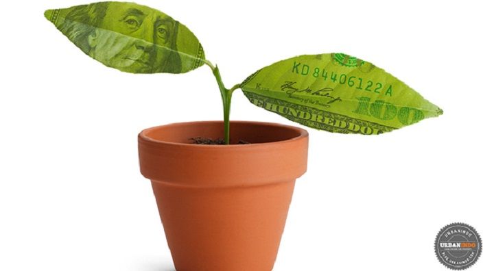 Small tree start with two money leaves in orange pot isolated on white background.