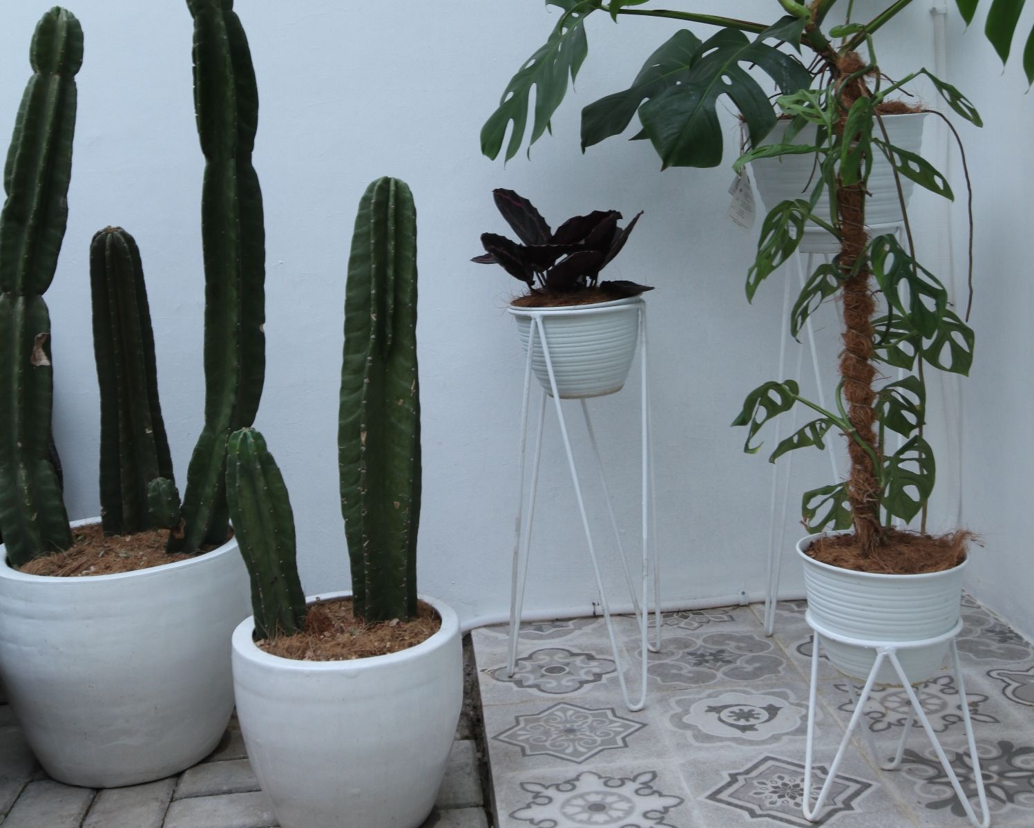 Kaktus, Calathea Roseopicta, Monstera Deliciousa, dan Monstera Obliqua (dari kiri ke kanan)