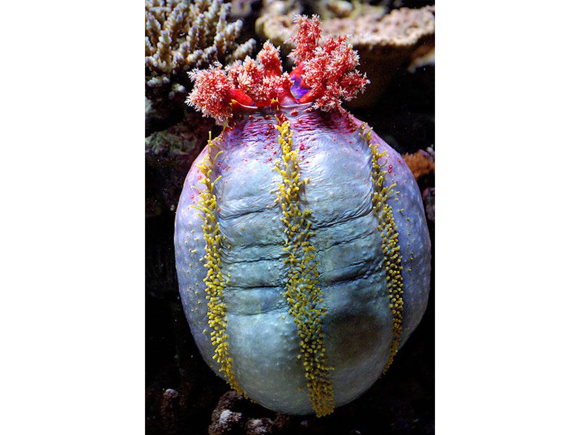 Bukan Buah Hewan Ini Adalah Apel Laut Yang Hidup Di Dasar Laut