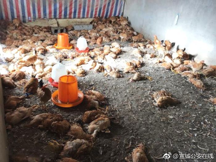 Pemilik peternakan kaget melihat ayam-ayamnya mati.