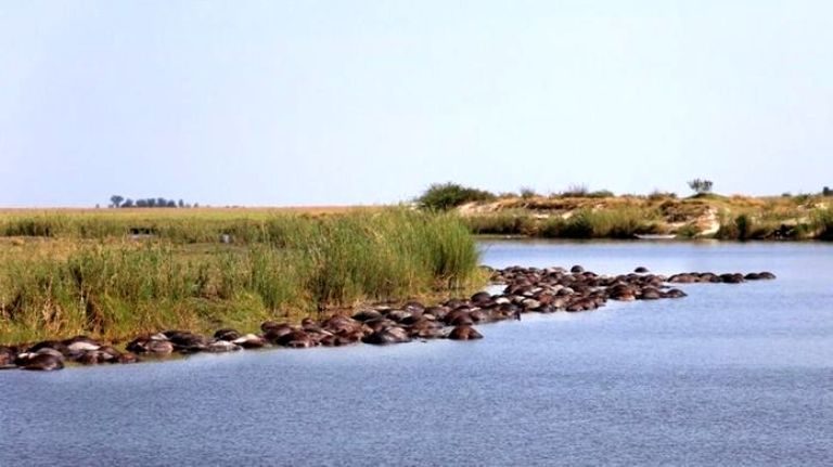 Ratusan kerbau di sungai Chobe.