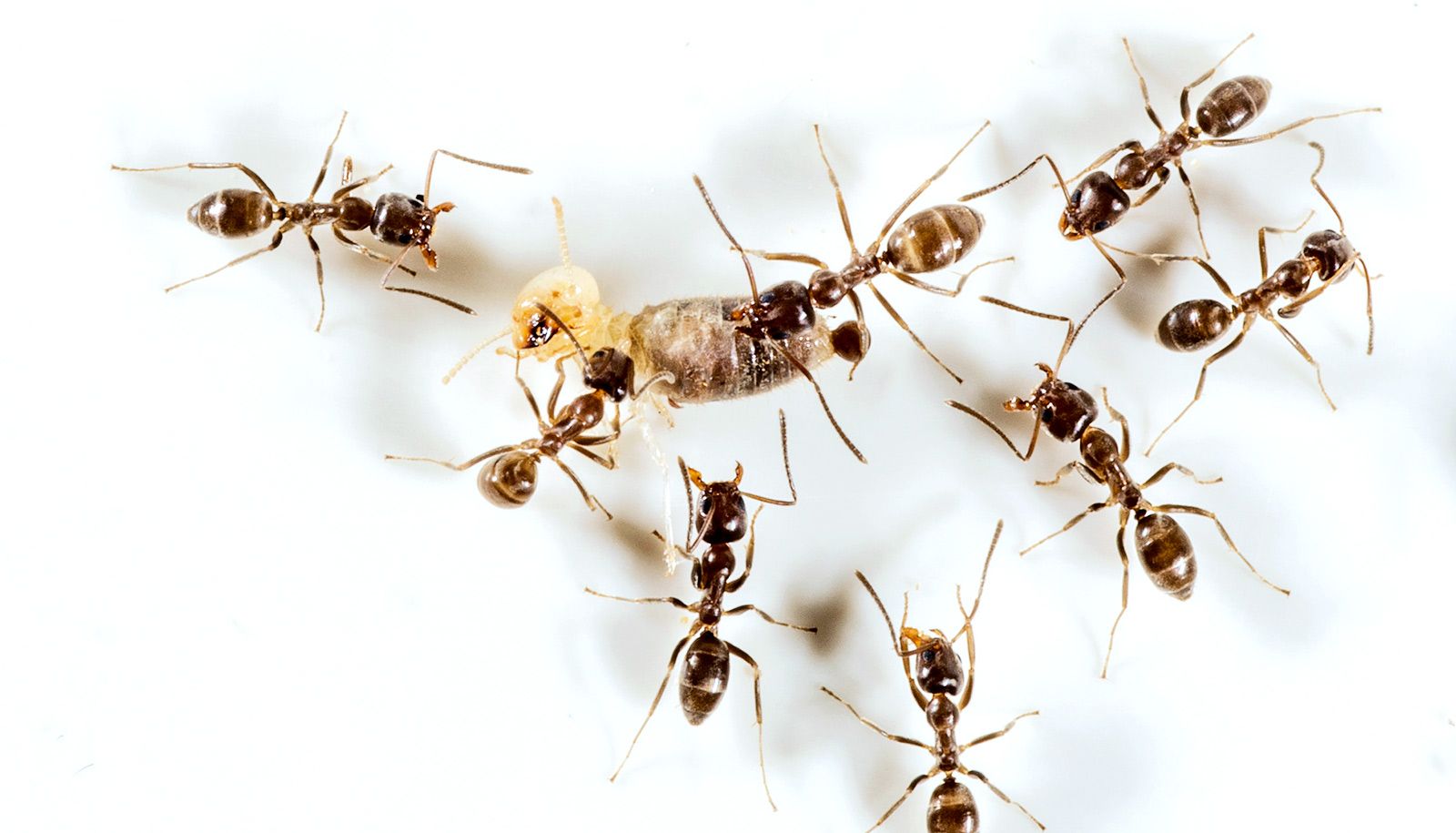ilustrasi semut