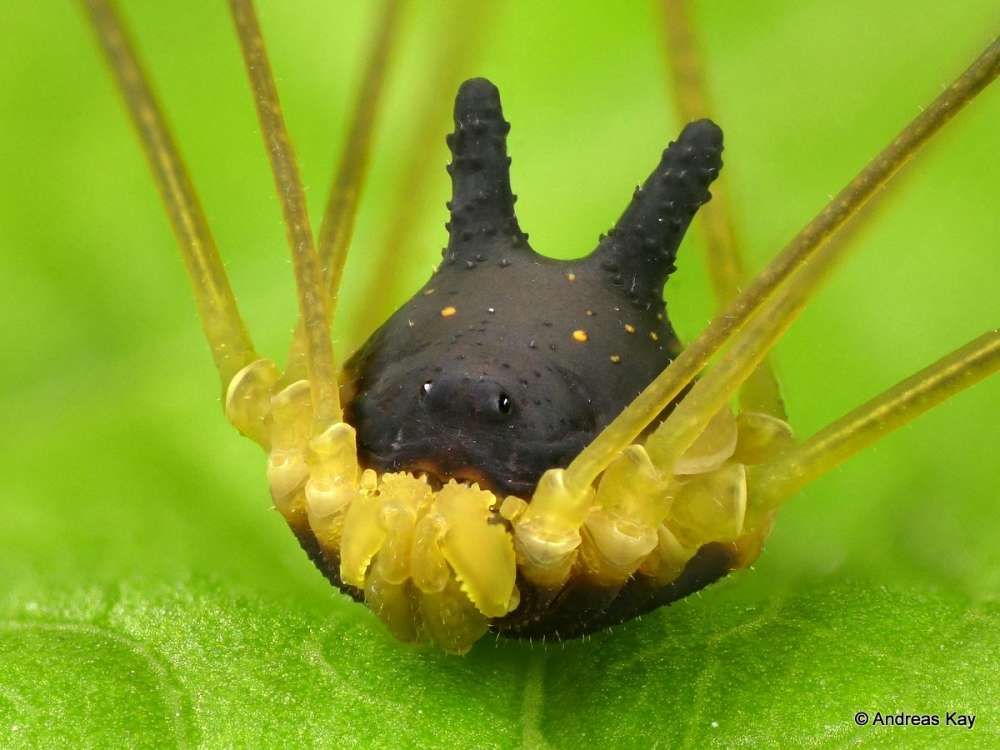 bentuk tubuh dari harvestman