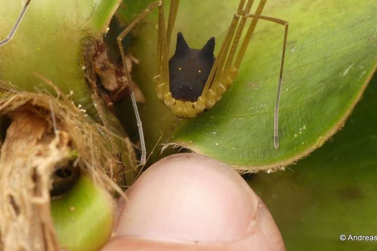 harvestman