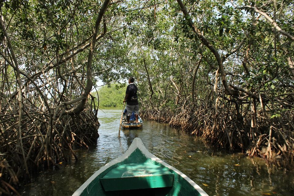 Ilustrasi hutan bakau atau hutan mangrove