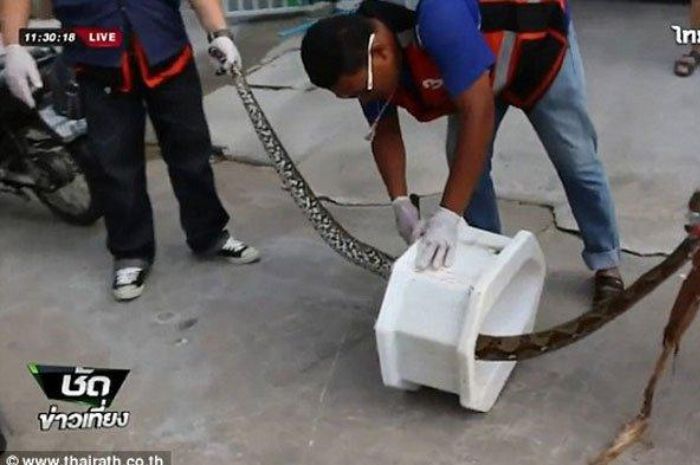 Petugas mengeluarkan ular piton dari lubang toilet