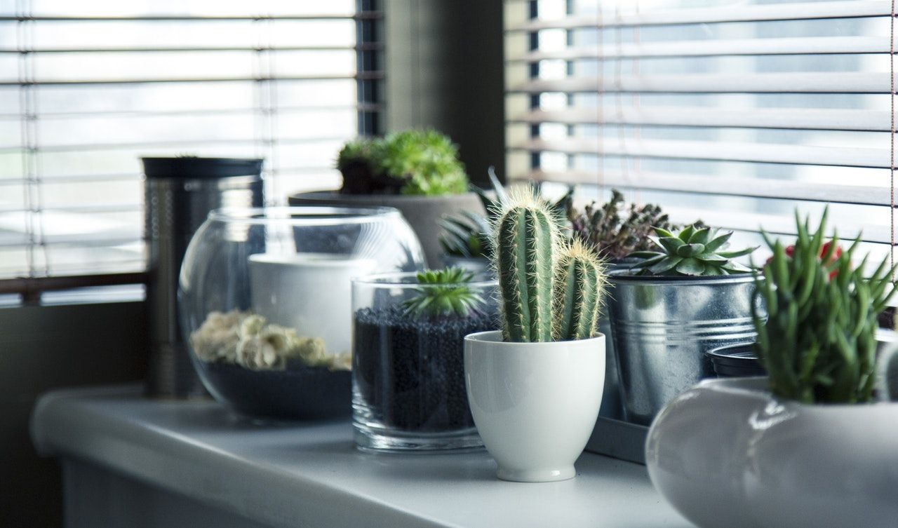 Tips menata tanaman untuk dekorasi ruangan