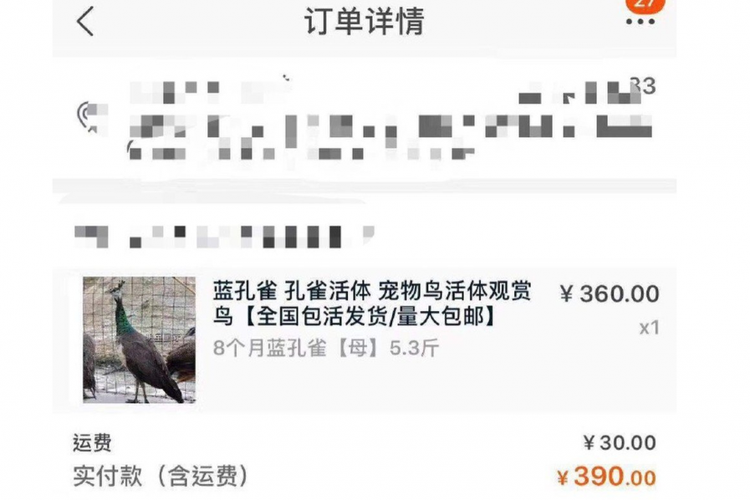 Seorang pria di Cina nggak sengaja membeli babi dan merak biru
