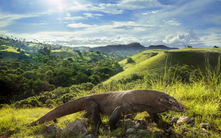 Komodo menjadi salah satu ciri khas kekayaan fauna Indonesia.