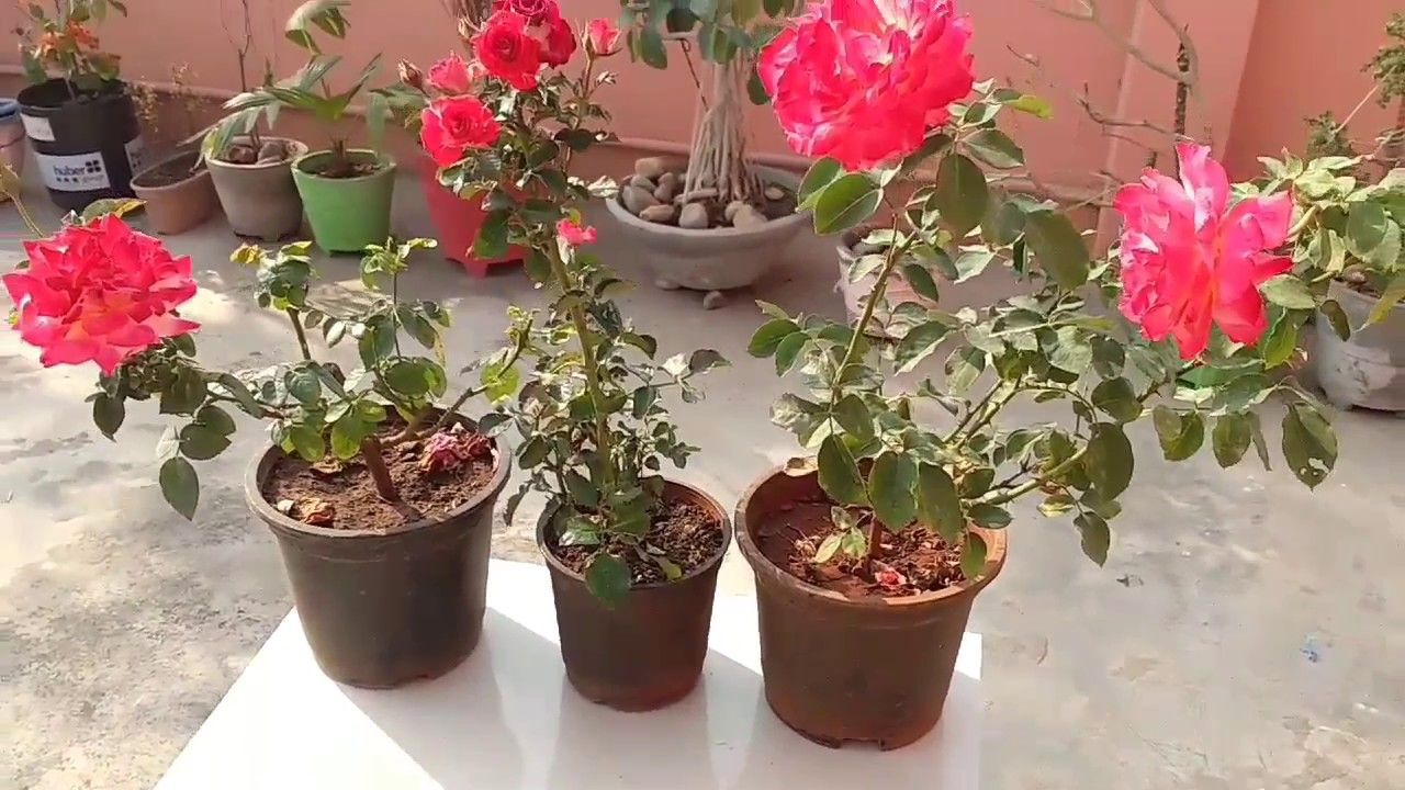 Lengkap Ini 5 Tahap Menanam Bunga Mawar Untuk Kamu Yang Suka Berkebun Semua Halaman Idea