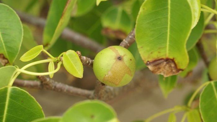 Pohon manchineel merupakan pohon paling beracun di dunia.