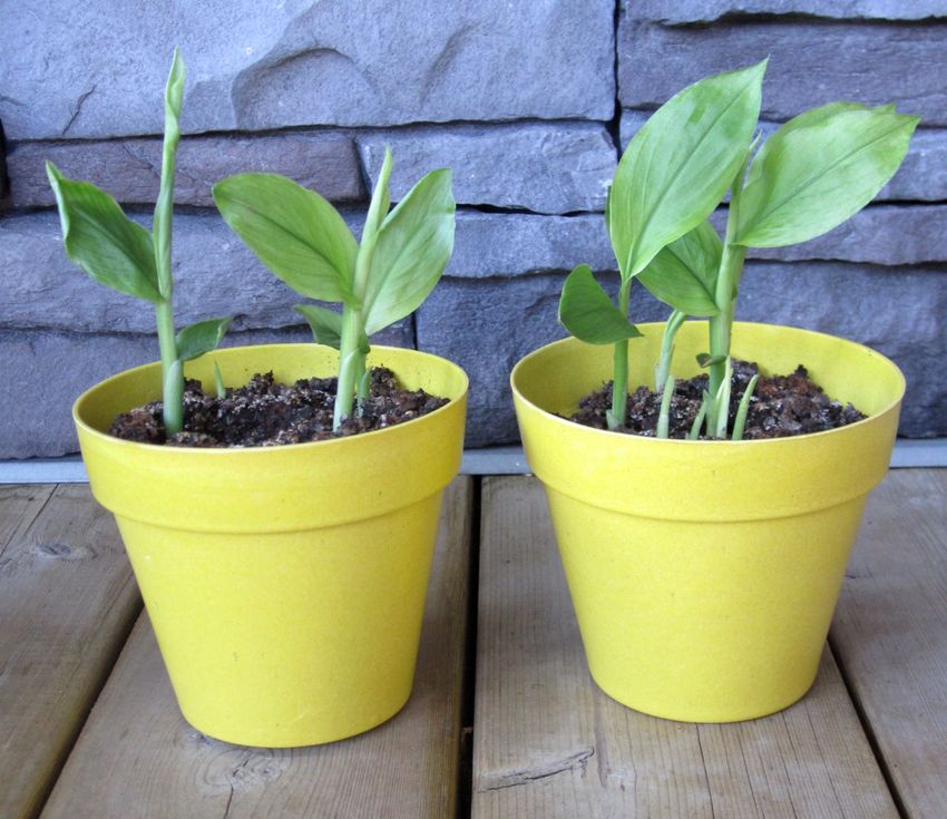 Cara menanam tanaman kunyit di pot