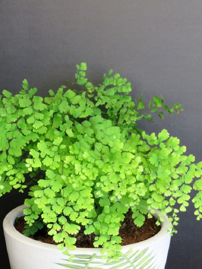 Pakis Maidenhair