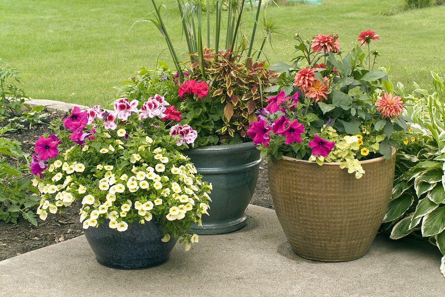 Various sizes of ceramic flower pots with colorful flowers in full blossom.
