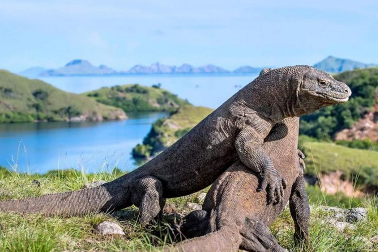 Gubernur NTT Berencana Naikkan Harga Tiket Masuk Taman Nasional Komodo, dari Rp 150 Ribu Jadi Rp 7 J