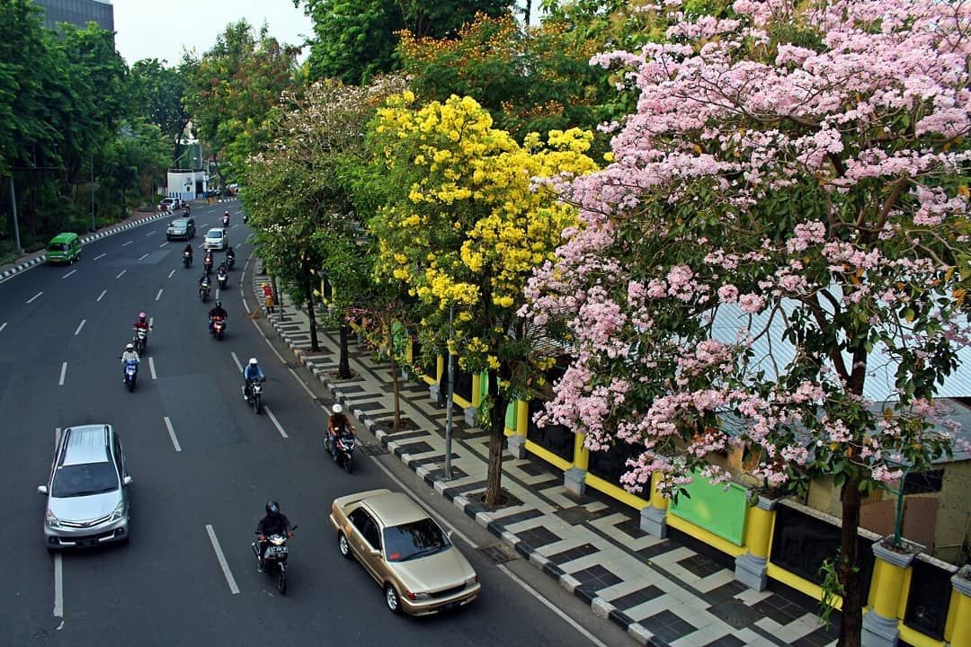 Mengenal Bunga Tabebuia, Tanaman Instagramable yang mirip Sakura Jepang di Tengah Kota Surabaya