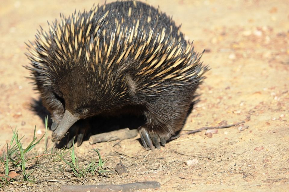 Echidna Termasuk Mamalia Meski Ia Bertelur Kok Bisa Begitu Ya