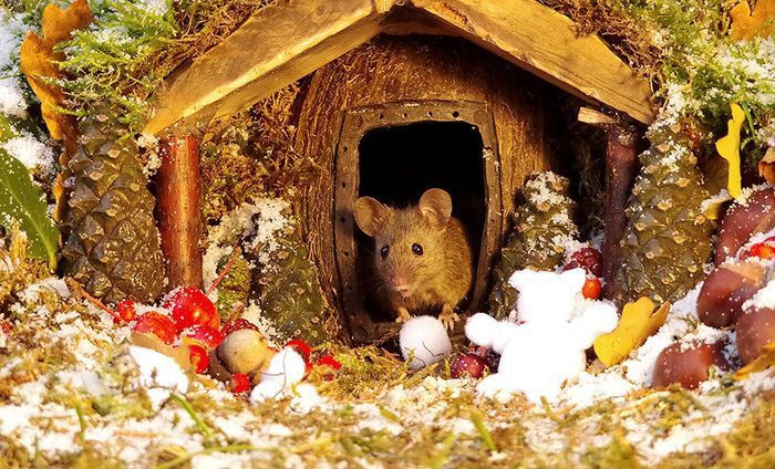 Rumah tikus yang dibuat Simon Dell  