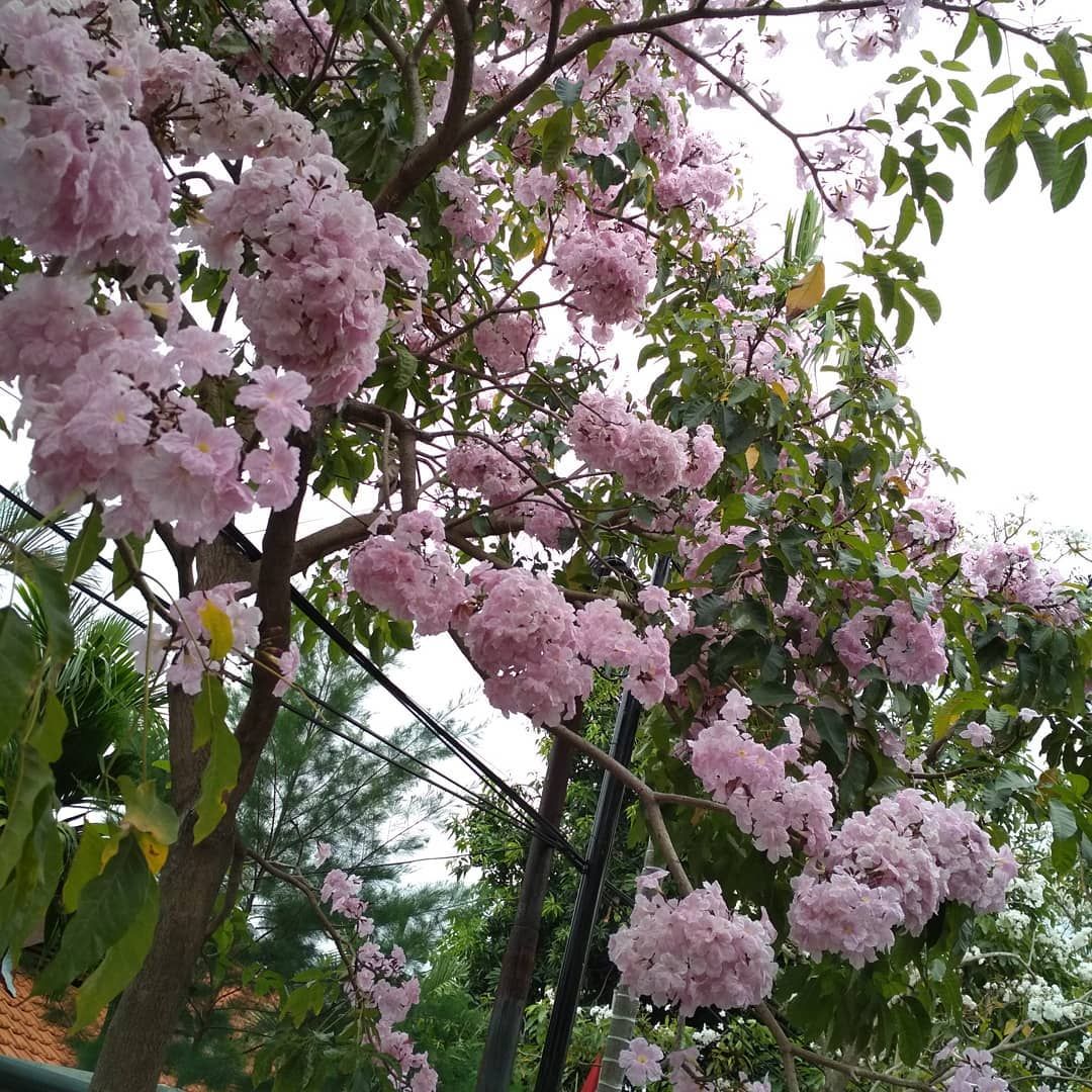 4 Fakta Bunga Tabebuya Yang Mirip Dengan Bunga Sakura Jepang