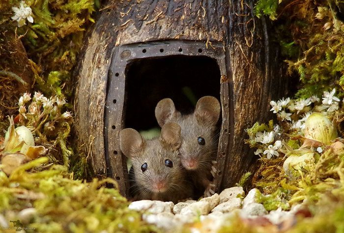 Rumah tikus yang dibuat Simon Dell.  