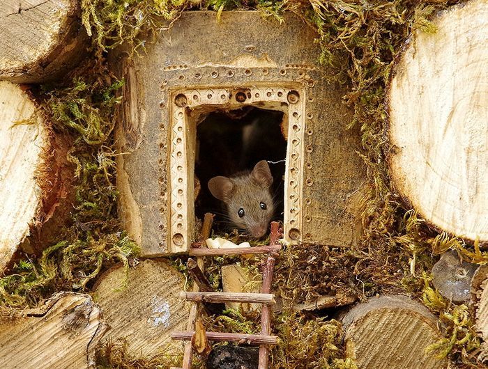 Rumah tikus yang dibuat Simon Dell   