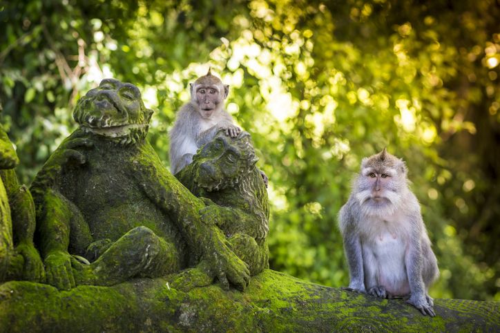 Monyet-monyet di Ubud Monkey Forest.