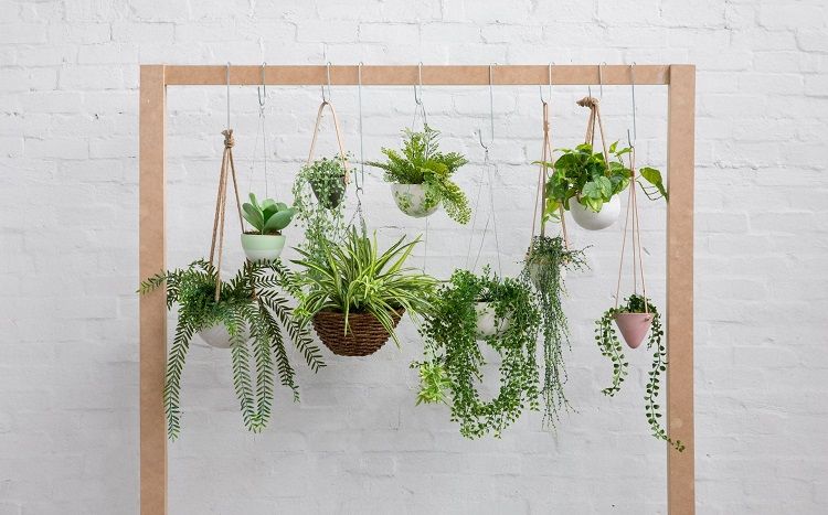 Catat! 5 Tips Merawat Tanaman Gantung Agar Selalu Segar dan Hijau