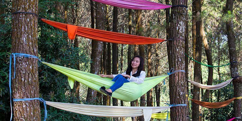 Hutan pinus yang Instagrammable