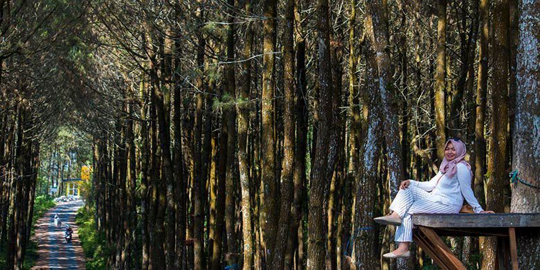 Hutan pinus yang Instagrammable