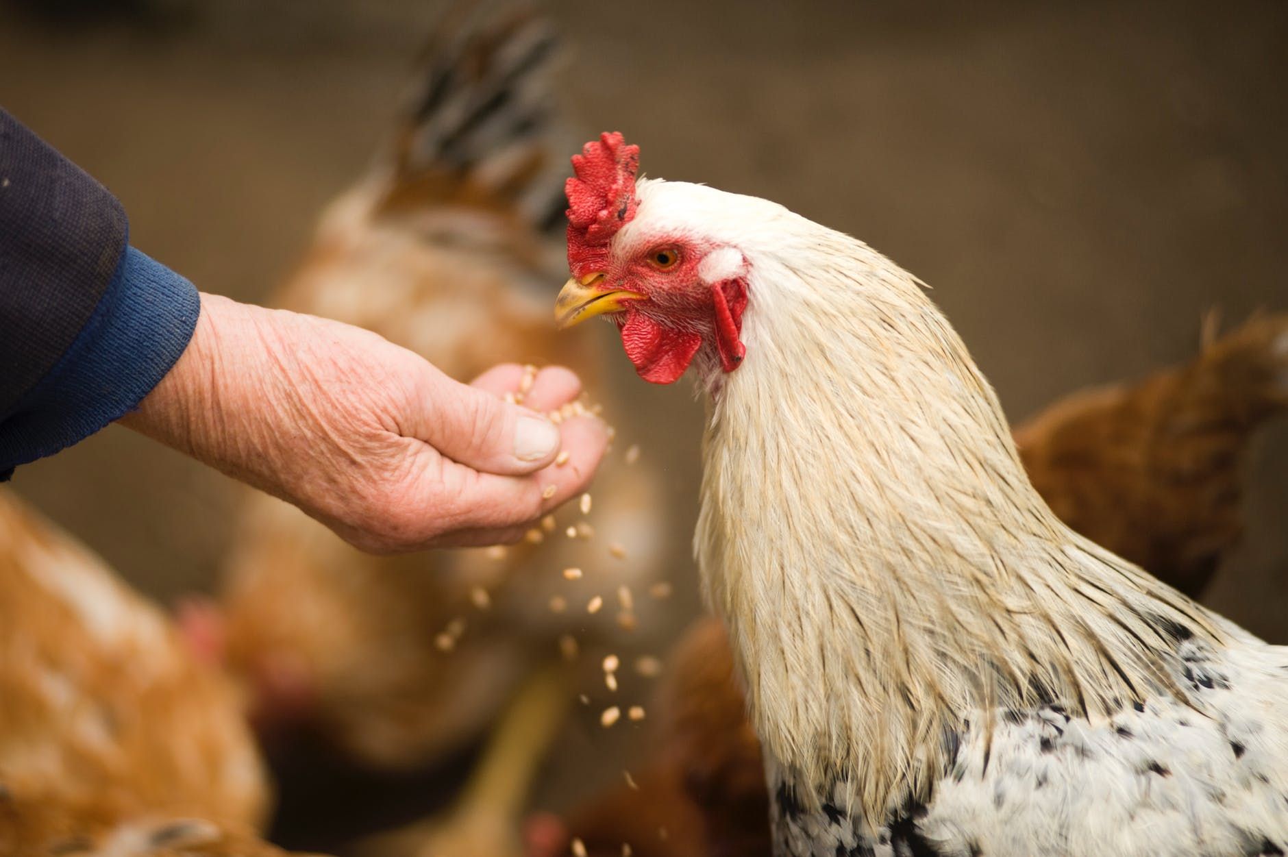 Pelihara Ayam di Rumah Sama dengan 'Pelihara' Bom Waktu Mematikan