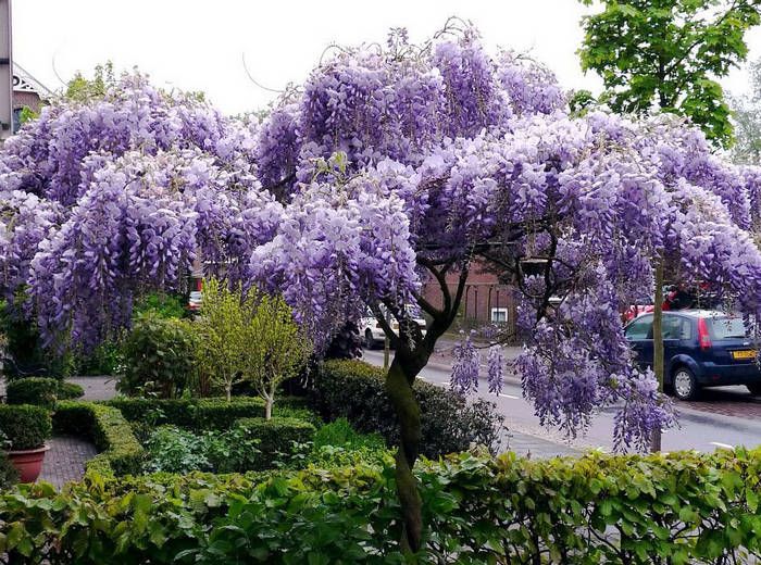 tanaman wisteria