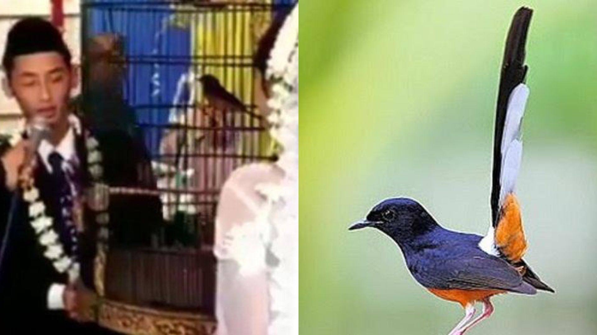 Pernikahan Dengan Mahar Burung Murai Batu Viral Ternyata Satwa