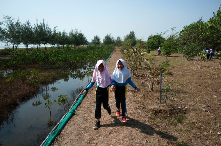 Menjaga Kelestarian Hutan Bakau Di Pesisir Indramayu Sedari Dini Semua Halaman National Geographic